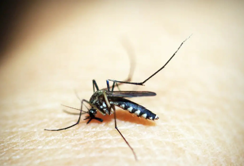 São Carlos já registrou 1.678 casos de dengue e um de Chikungunya