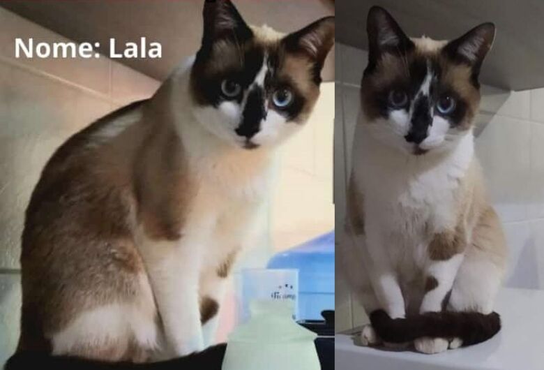 Procura-se gatinha Lala que desapareceu na região do Santa Paula