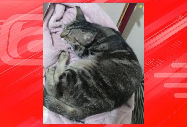 [ENCONTRADA] Procura-se gatinha Lucy que desapareceu na região da Vila Marina