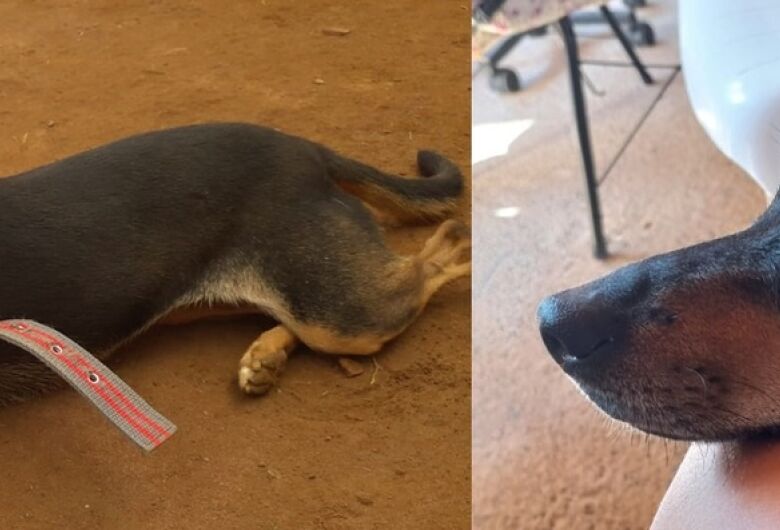 Procura-se cachorrinha Mel que desapareceu na região do ArcoVille