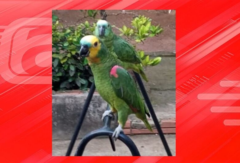 Procura-se papagaio Micaias que desapareceu na região da Vila Prado
