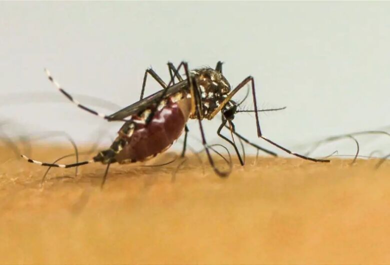 São Carlos registra queda no número de casos de dengue na última semana
