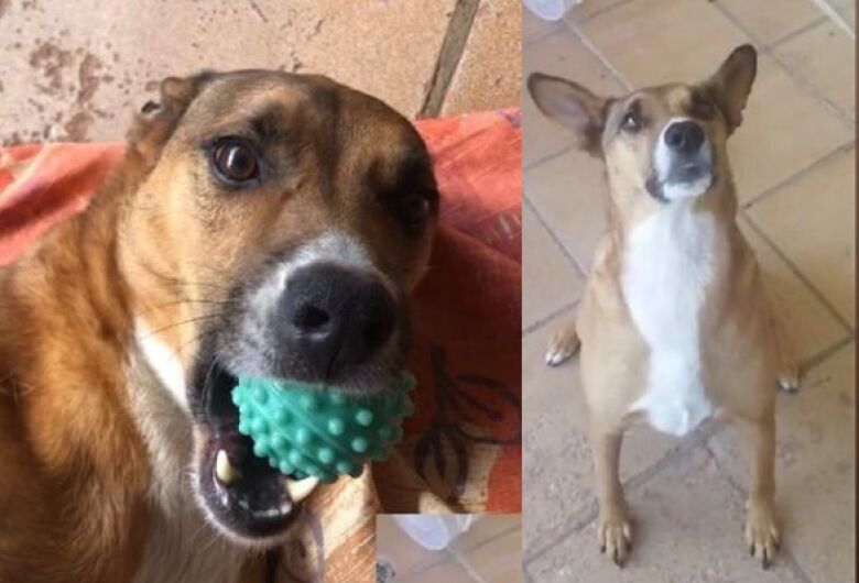 Procura-se cachorro Amendoim que desapareceu na região da Vila Prado