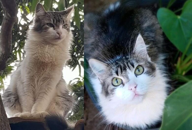 Procura-se gatinha Amora que desapareceu na região do Paulistano
