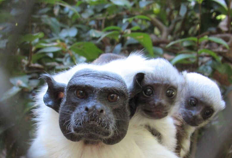 Nasce no Parque Ecológico de São Carlos um dos primatas mais ameaçados de extinção no mundo  