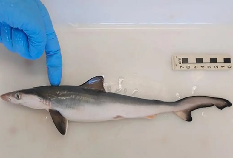 Fiocruz encontra tubarões contaminados com cocaína no litoral brasileiro