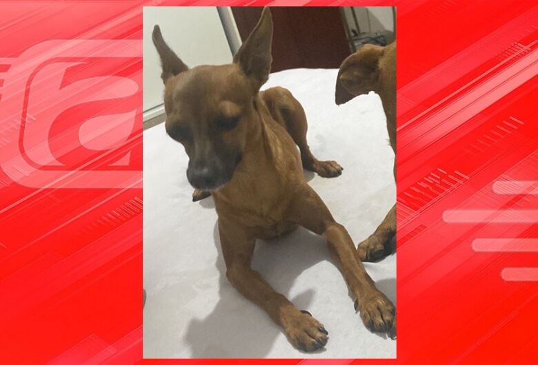 Procura-se cachorrinho Pingo que desapareceu na região do Aracê de Santo Antonio