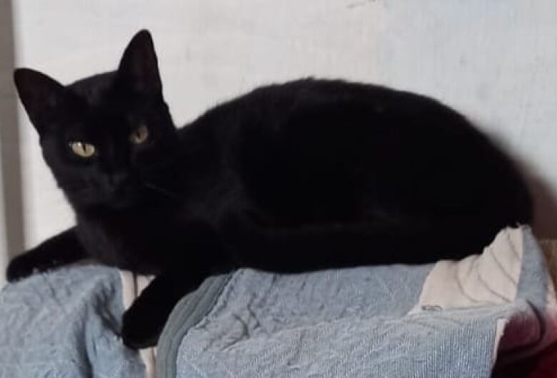 Procura-se gatinha Pantera que desapareceu na região do Jardim das Torres