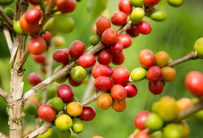 Estudo avaliou como o estresse hídrico impacta o café arábica do Cerrado brasileiro