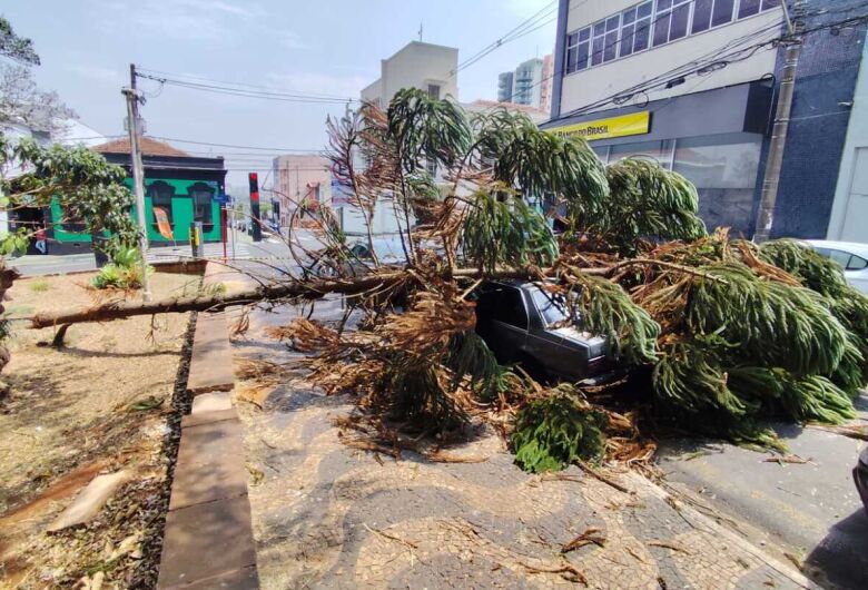 Árvore caí sobre carro com quatro pessoas no Centro 