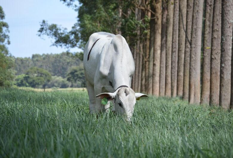 Embrapa São Carlos e Mosaic apresentam cursos técnicos para promover sustentabilidade do setor agropecuário