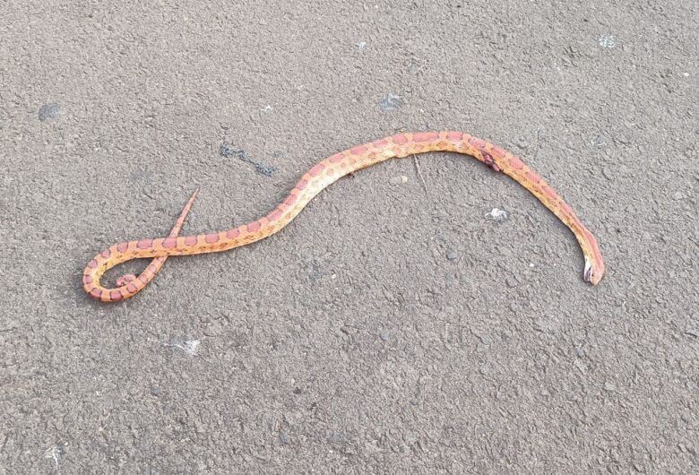 Cobra é encontrada morta em rua movimentada da Vila Nery