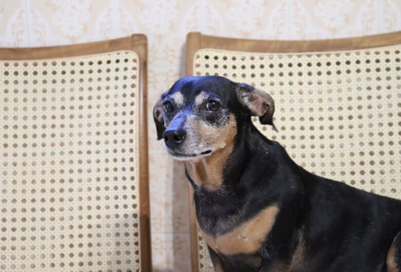 Homenagem da Funerais Pet à cachorrinha Cristal