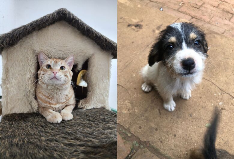 Bazar da ONG Luz dos Bichos acontece dia 05 de outubro