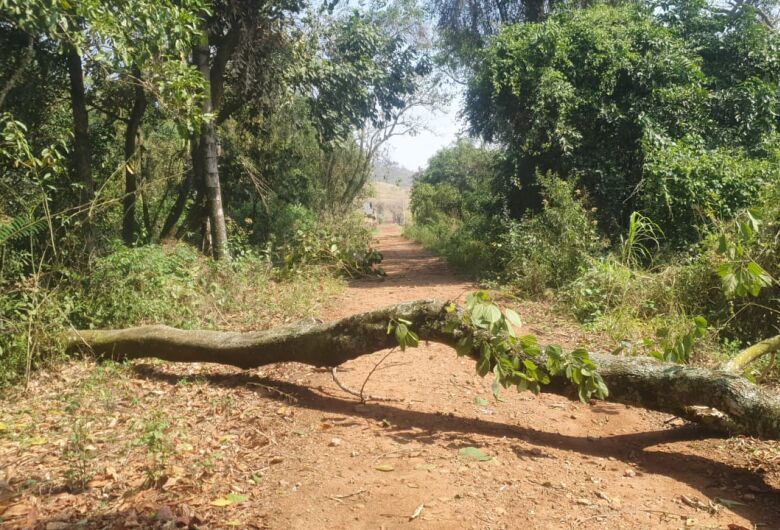 Arvore cai em estrada de terra que liga o Fagá ao Balneário 29