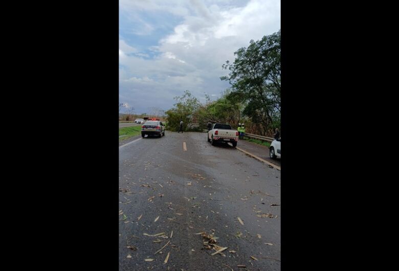 Árvore de grande porte cai e interdita estrada que liga São Carlos a Ribeirão Preto