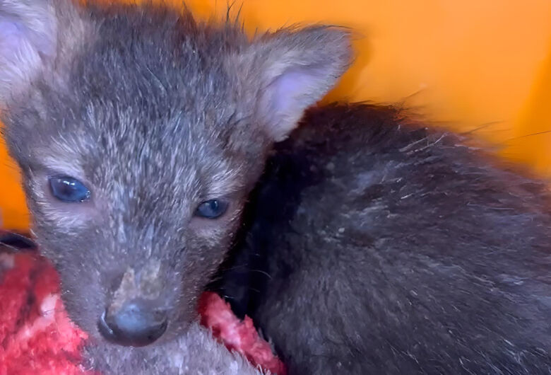 Animais recebem tratamento especializado após queimadas