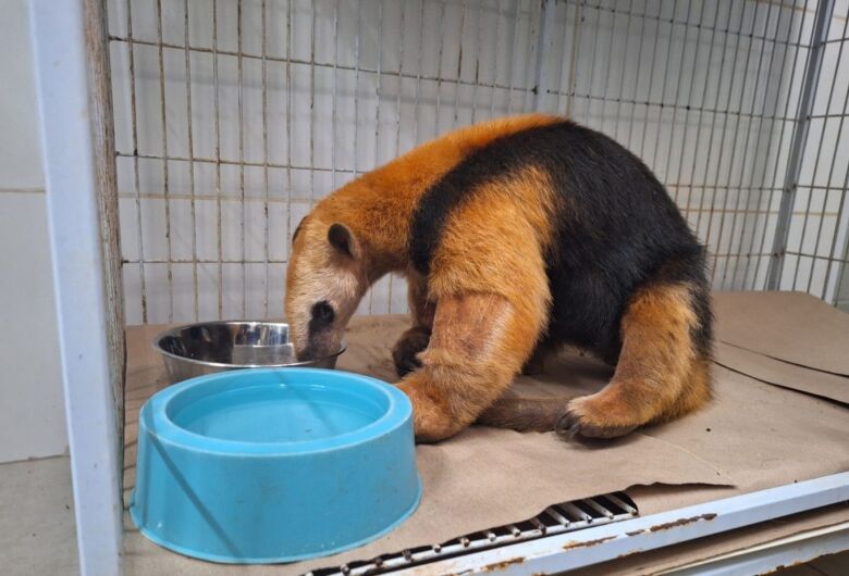 Primeiros animais vítimas de incêndios florestais começam a voltar à natureza