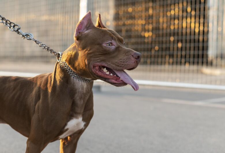 Ibaté: cães de grande porte só poderão circular nas ruas com focinheira