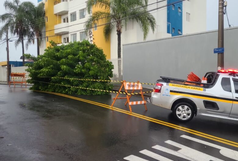 Defesa Civil de São Carlos registra 18 quedas de árvores após chuva e ventos fortes