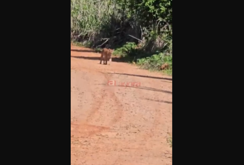 Leitor flagra onça-parda na região da Fazenda Santa Maria, em São Carlos; veja vídeo