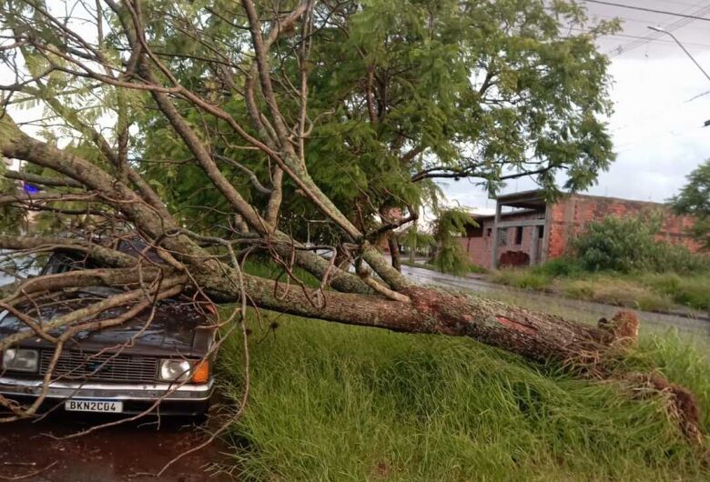 Árvore de grande porte cai em cima de carro no Embaré