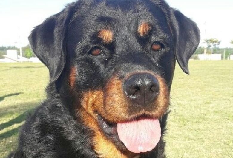 Homenagem da Funerais Pet à Cachorrinha Hanna