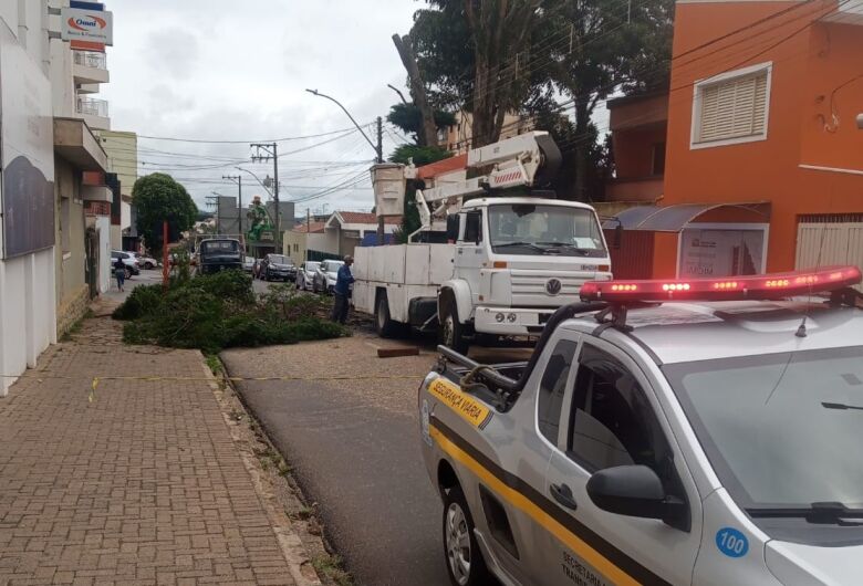 Trecho da rua Dona Alexandrina está interditado para remoção de árvore