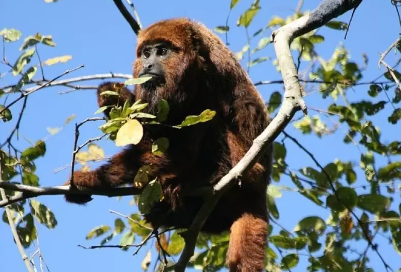 SP confirma casos de febre amarela em macacos na USP de Ribeirão Preto