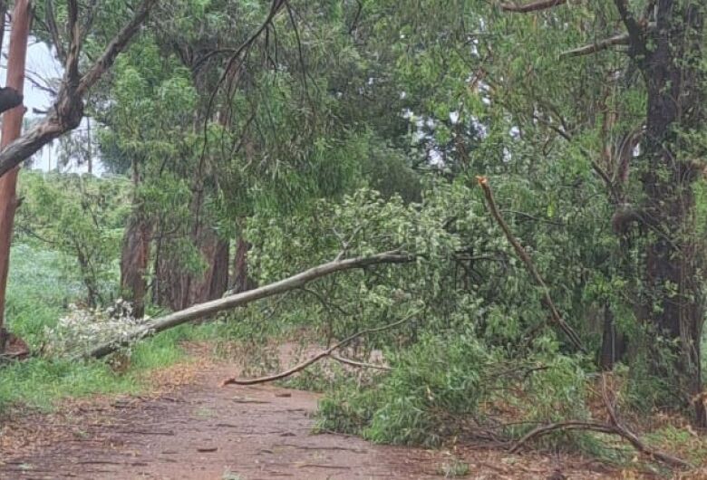 Árvores de grande porte causam medo a moradores do Recanto dos Pássaros