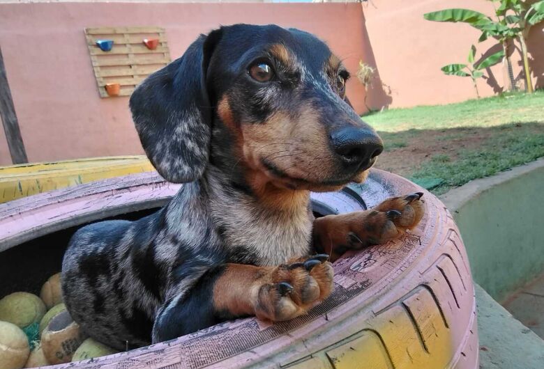 Clube do Minguinho: diversão e cuidado para seu pet em São Carlos