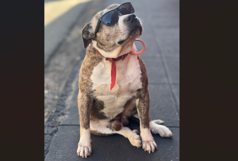 Homenagem da Funerais Pet ao cachorrinho Hulk