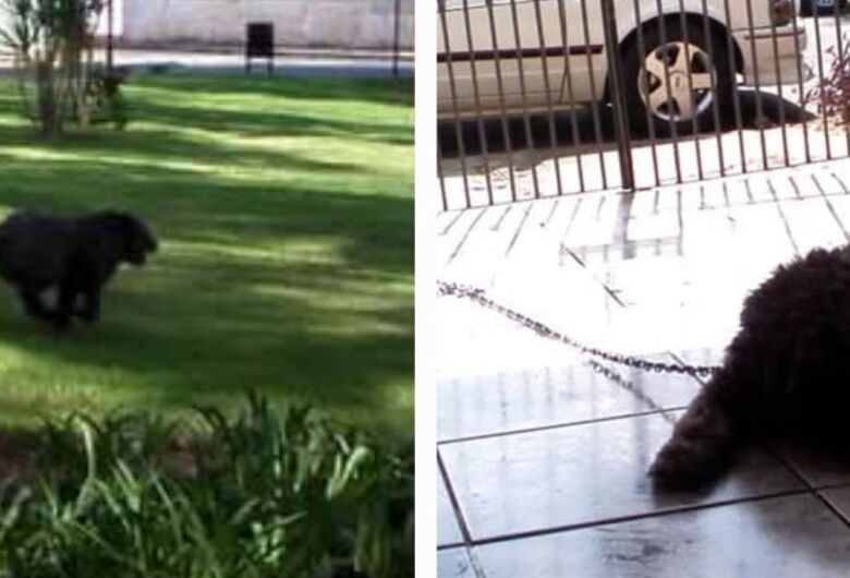 Homenagem da Funerais Pet a cachorrinha Juli