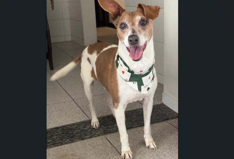 Homenagem da Funerais Pet ao cachorrinho Hulk