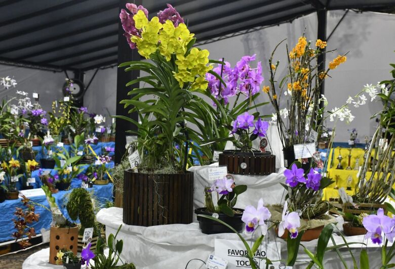 60ª Exposição Nacional de Orquídeas reúne milhares de pessoas na Praça XV