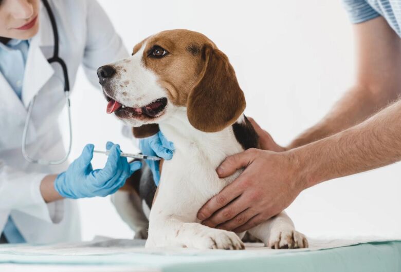 Vereador Bruno Zancheta propõe vacinas essenciais gratuitas para animais em São Carlos