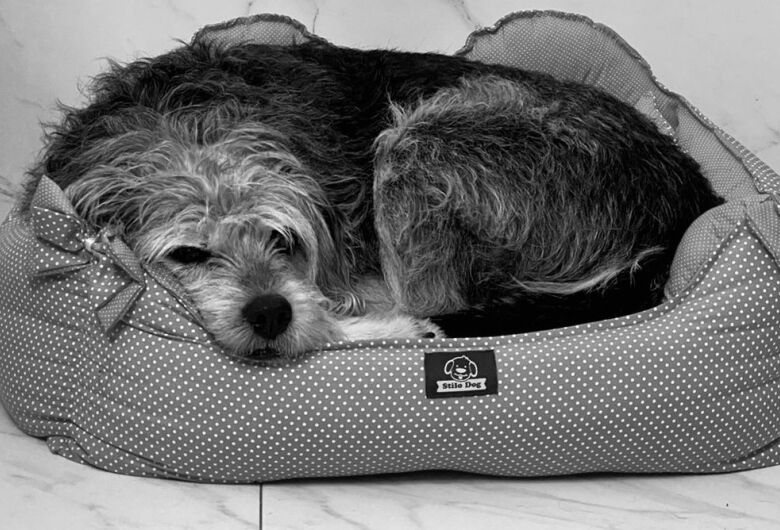 Homenagem da Funerais Pet a cachorrinha Dalila