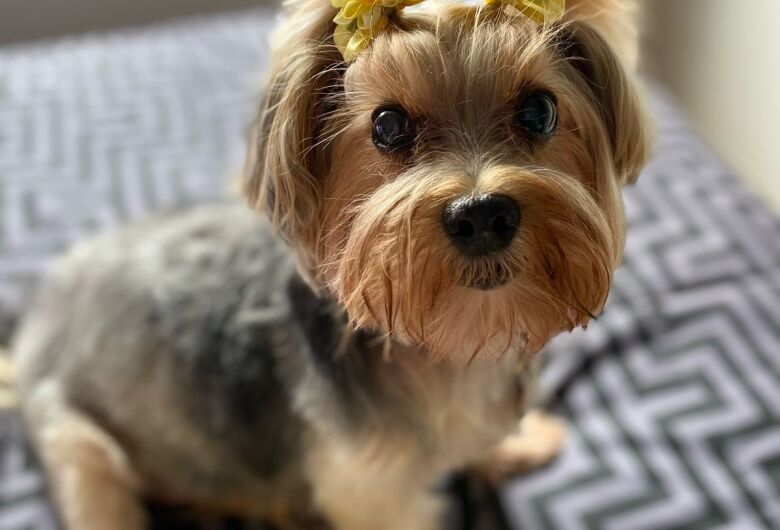 Homenagem da Funerais Pet a cachorrinha Maria Isabella