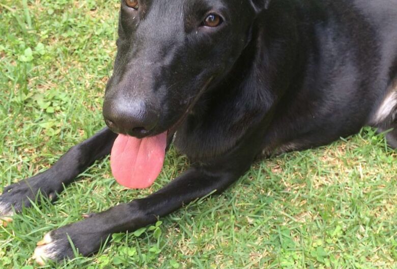 Homenagem da Funerais Pet ao cachorro Flavio