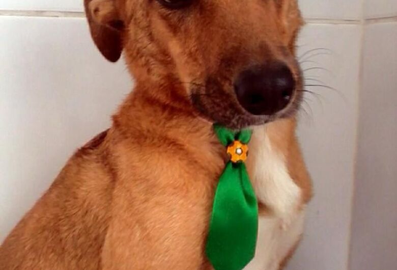 Homenagem da Funerais Pet ao cachorrinho Bono