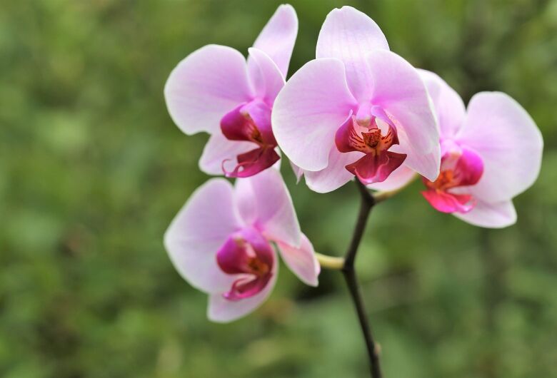 Exposição Nacional de Orquídeas termina neste domingo