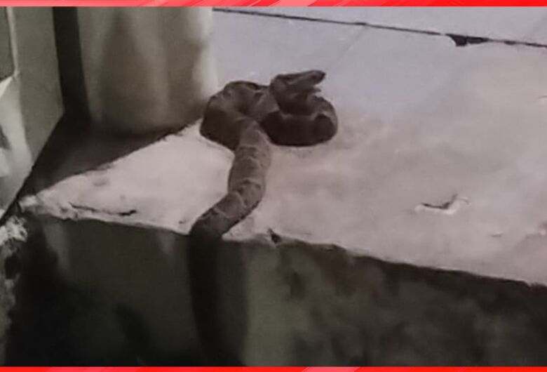 Moradora encontra jararaca em quintal no Jardim Paraíso