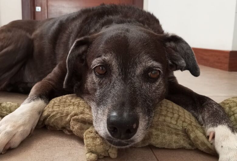Homenagem da Funerais Pet a cachorrinha Lili
