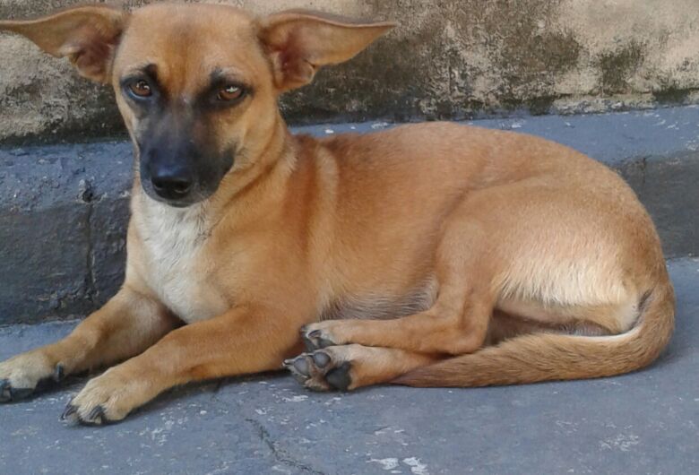 Homenagem da Funerais Pet a cachorrinha Julie