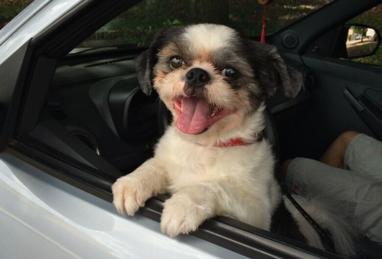 Homenagem da Funerais Pet ao cachorrinho Scott