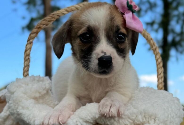 Sábado tem feira de adoção pet no Canil Municipal