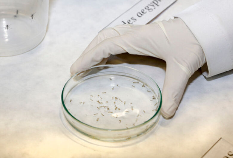 Nova tecnologia desenvolvida pela USP São Carlos usa cúrcuma no combate ao mosquito da dengue