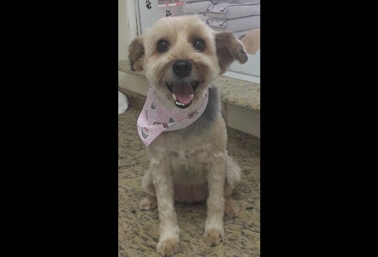 Homenagem da Funerais Pet a cachorrinha Linda