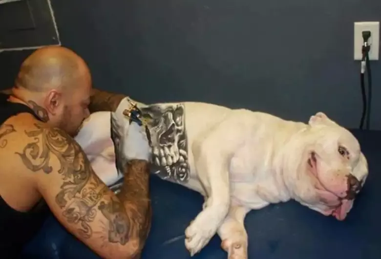 Governo sanciona lei que proíbe tatuagens e piercings em cães e gatos