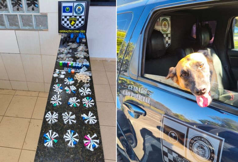 Equipe Canil da GM localiza drogas abandonadas no Santa Angelina em São Carlos